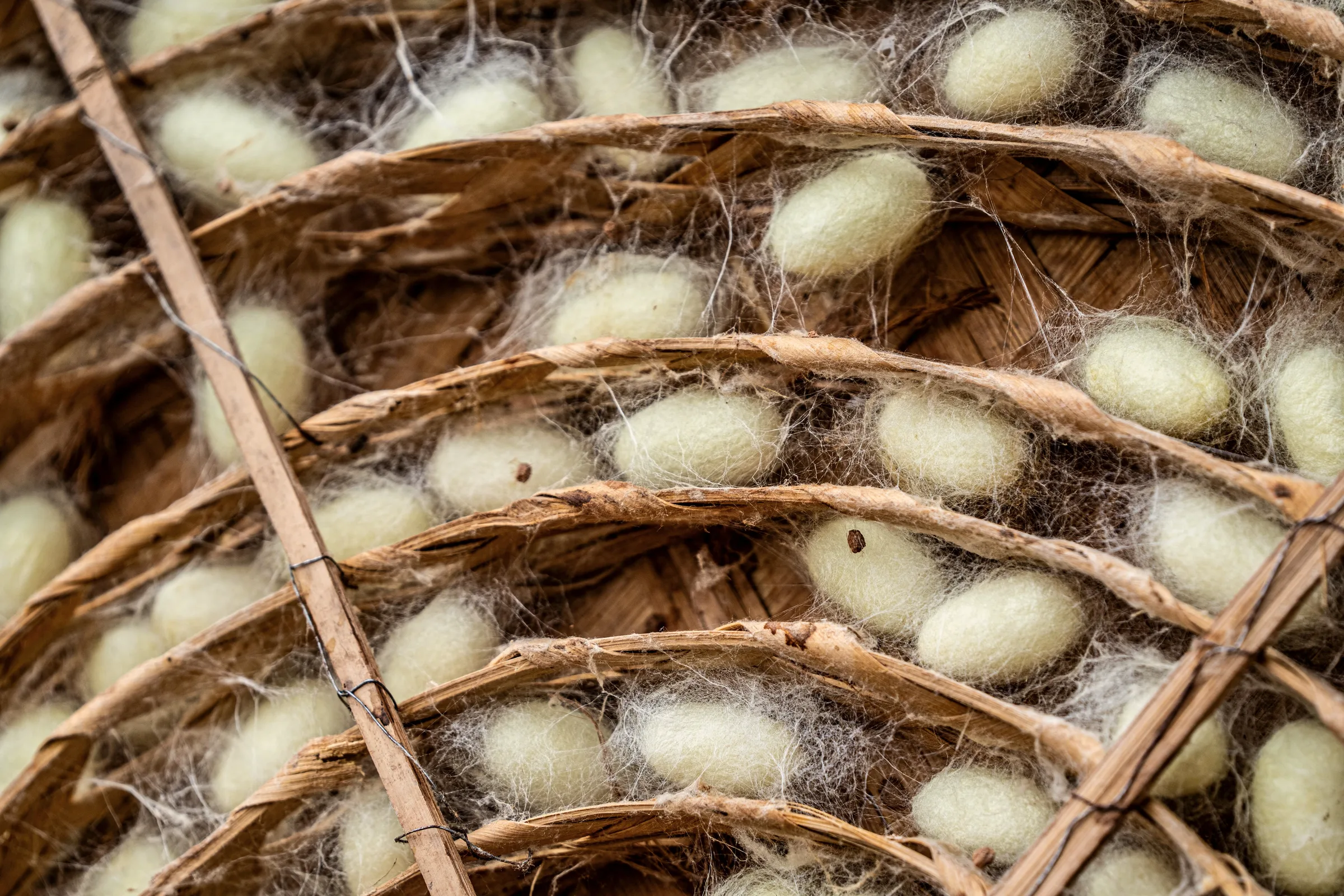 Skeins of undyed silk hanging in bundles